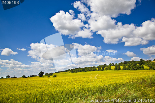 Image of Fields of Wheat