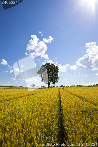 Image of Fields of Wheat