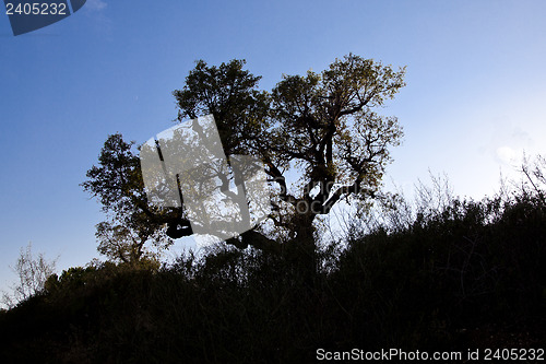 Image of Tree in the darkness