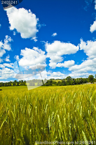 Image of Fields of Wheat