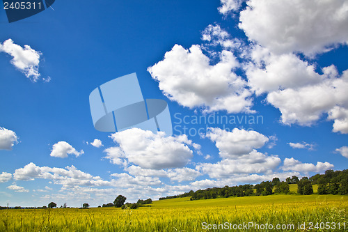 Image of Fields of Wheat