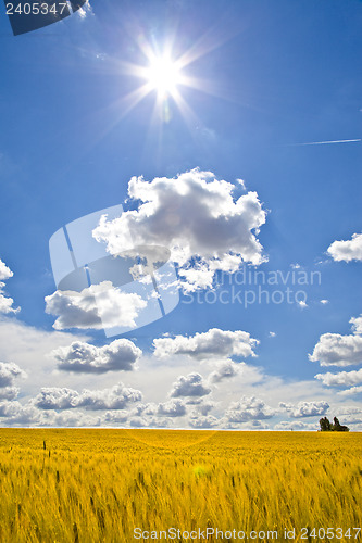 Image of Fields of Wheat