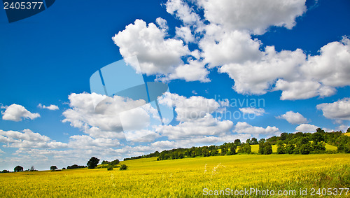 Image of Fields of Wheat