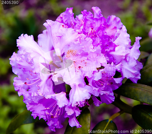 Image of Rhododendron