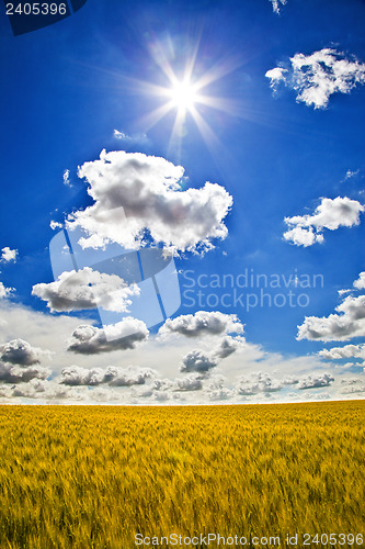 Image of Fields of Wheat