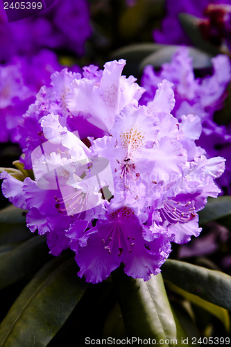 Image of Rhododendron