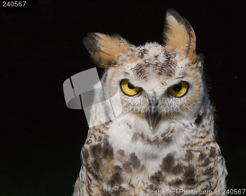 Image of owl