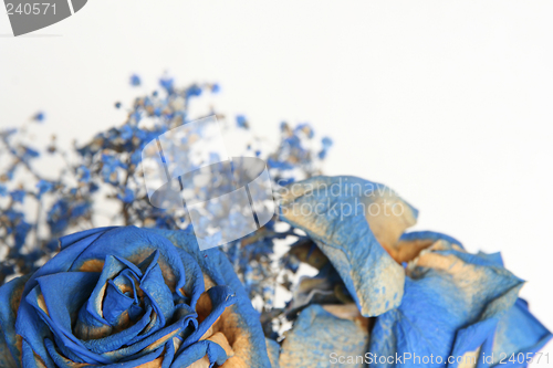 Image of blue roses