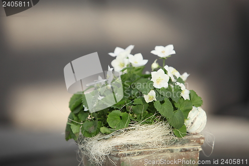 Image of White violets growing in a container