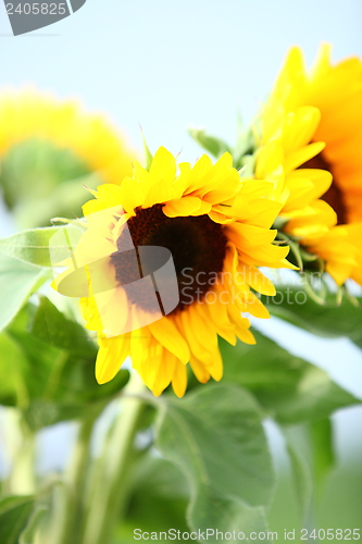 Image of Sunflowers growing in a field