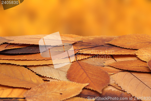 Image of bunch of faded cherry leaves