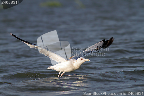 Image of closeup of a gull taking off