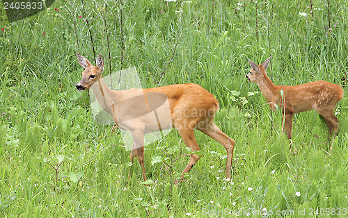 Image of deer family - doe and calf