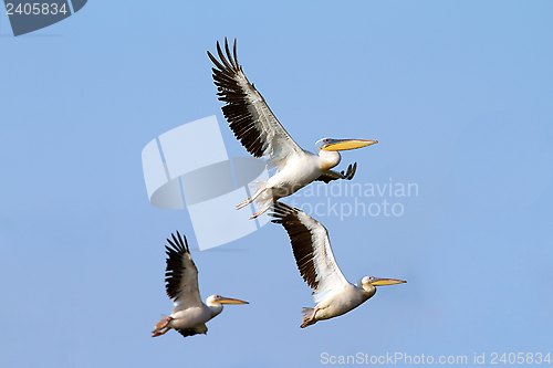 Image of flock of pelicans flying