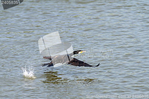 Image of great cormoran flying over Danube river