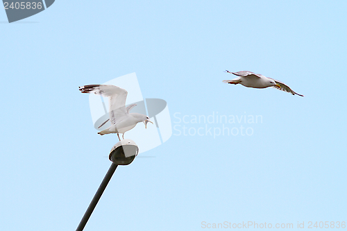 Image of gulls fighting for lamppost