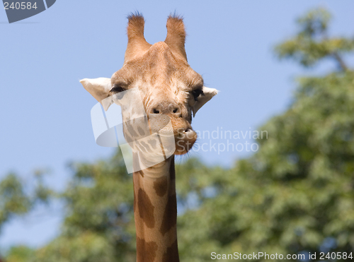 Image of genus Giraffa