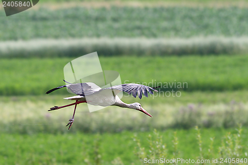 Image of stork in flight over green fields