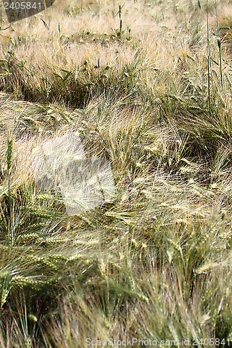 Image of wheat field after the storm