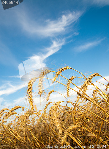 Image of Golden wheat ears with blue sky over them