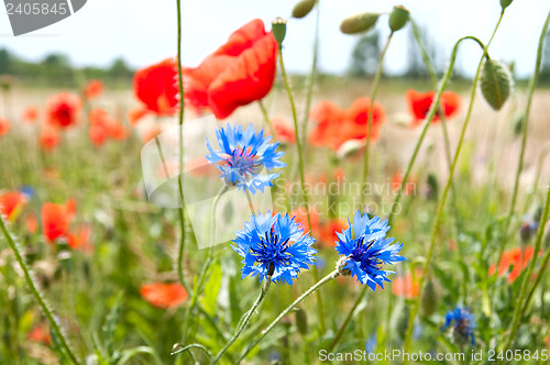 Image of meadow of poppies and cornflowers