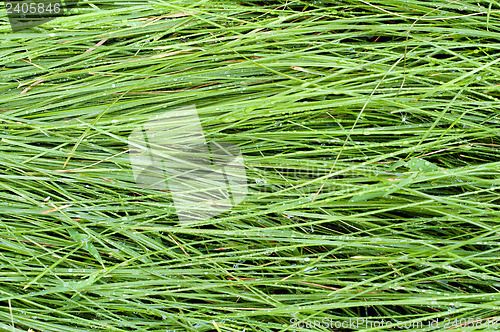 Image of green grass after rain as background