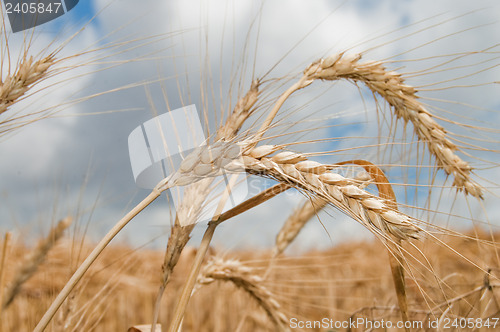 Image of field of ripe wheat gold color south Ukraine