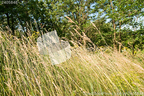 Image of herb