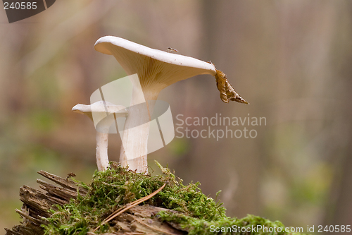 Image of clitocybe nebularis