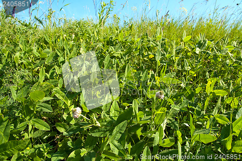 Image of blue sky and green grass of trefoil