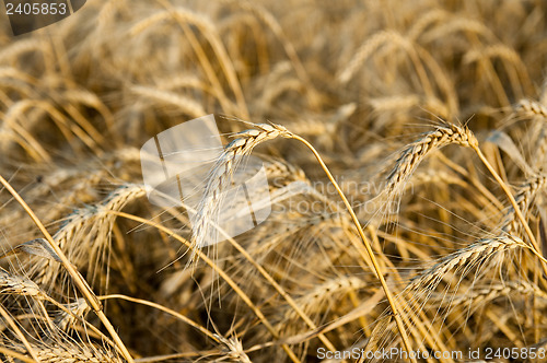 Image of yellow grain ready for harvest