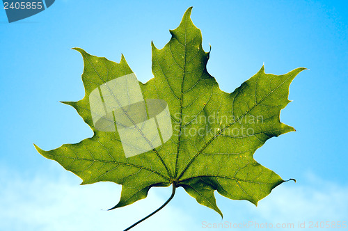 Image of single leaf of maple