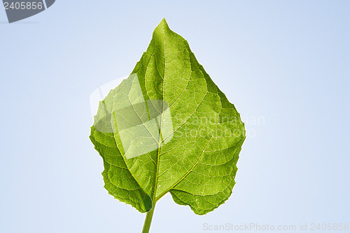 Image of green sunflowers leaf on sky background