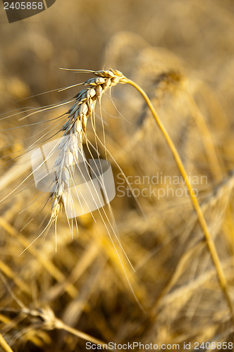 Image of stems of the wheat on the field