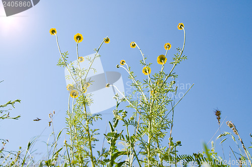 Image of herb opposite to sun. bottom view