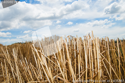 Image of Summer midday on fields on Ukraine