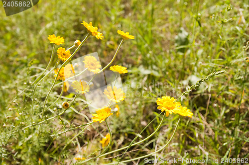 Image of wild yellow flower in nature