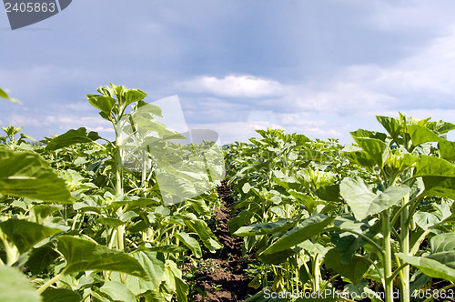 Image of field of green sunflowers