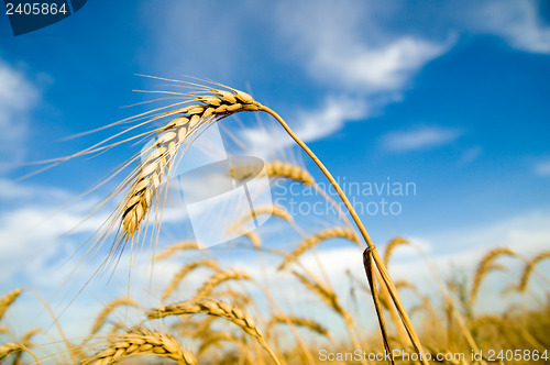Image of ripe wheat gold color