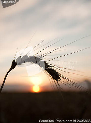 Image of sunset behind on wheat field