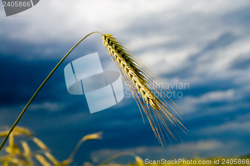 Image of green spica over field. dark clouds