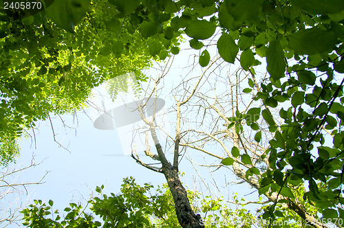 Image of natural frame with tree and sky