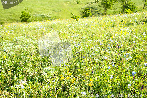 Image of green grass view