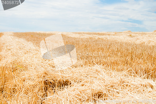 Image of the field is in summer after harvest