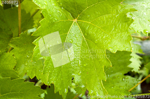 Image of young leaf on the bush of vin