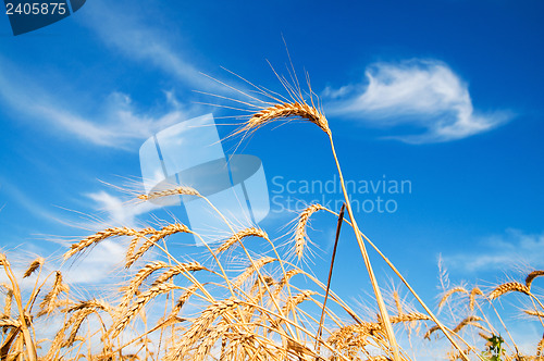 Image of Golden wheat ears with blue sky over them