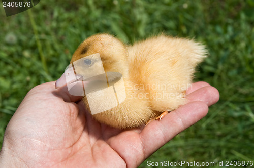 Image of little duck in hand