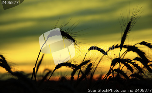 Image of ripe wheat at sunset