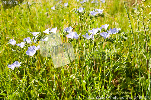 Image of pink wild flower in pasture