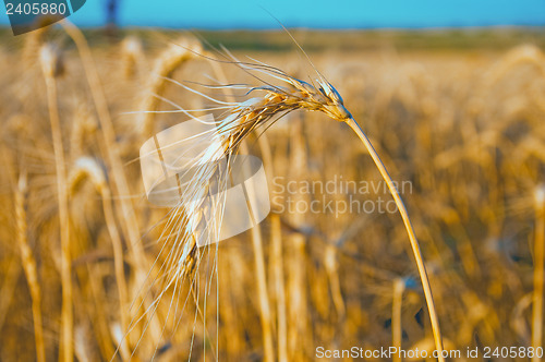 Image of gold wheat at sunset